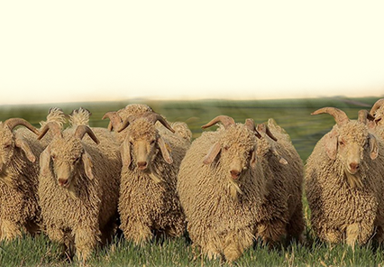 National Angora Ram Sale  Herd of Angora Rams