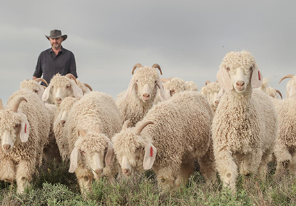 The Heritage Angoras Sale Herd of angora goats with sheperd in the background