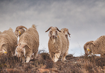 Van Hasselt and Guest Sellers Angora Veld Ram Sale Veld ram
