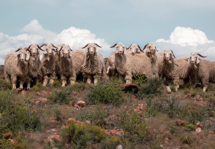 Karoo Angora Veld Ram Auction Veld ram herd