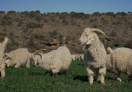 Somerset East Prepared Angora Ram Sale Angora Ram