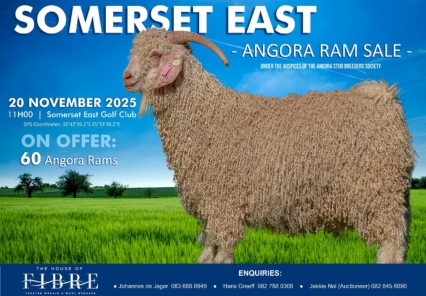 Somerset East Angora Ram Sale Angora Ram