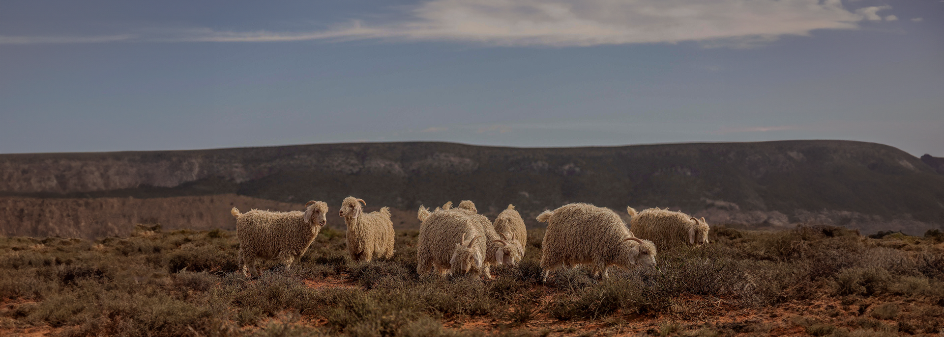 herd of goats in veld