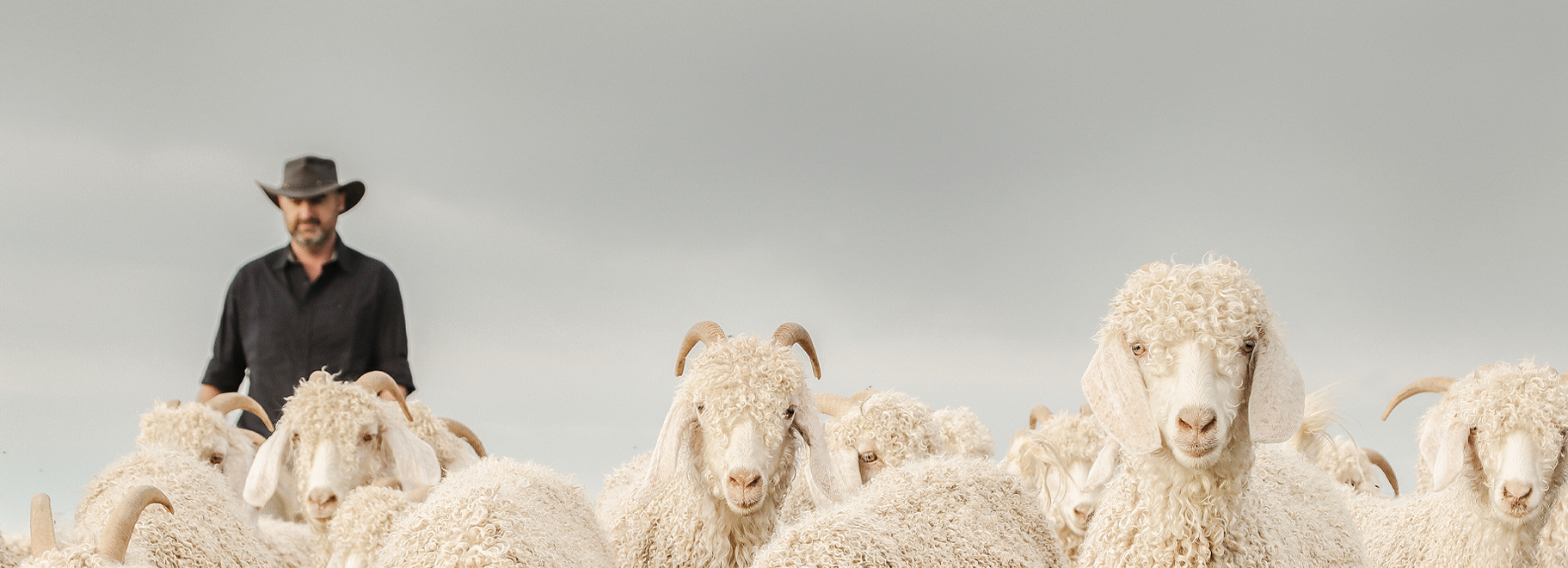 herd of goats herd of goats