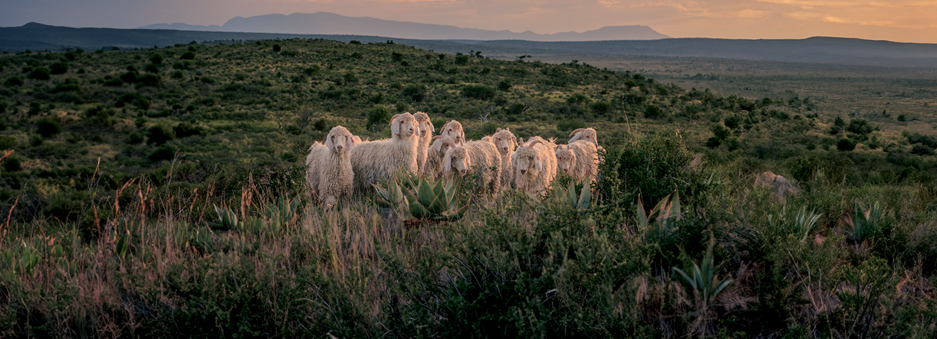 TRACEABILITY IN SUPPLY CHAINS