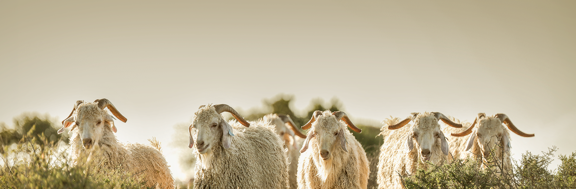 herd of angora goats