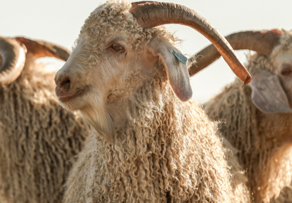 Close-up of an Angora goat with curly fleece and prominent horns, in a sunlit setting.