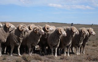 wool-market-report
